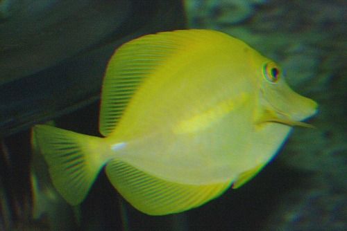 Yellow Tang - Zebrasoma flavescens.