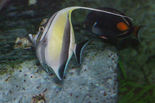 Moorish Idol - Zanclus cornutus. With Achilles Tang in the background.