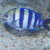 I'm pretty sure the blue is iridescence.