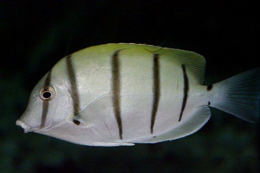 Convict Surgeonfish - Acantghurus triostegus