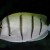 Convict Surgeonfish - Acantghurus triostegus