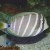 Red Sea sailfin tang, Zebrasoma desjardinii.