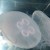 Moon Jellyfish - Aurelia aurita.