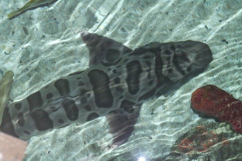 Leopard Shark - Triakis semifasciata.