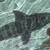 Leopard Shark - Triakis semifasciata.