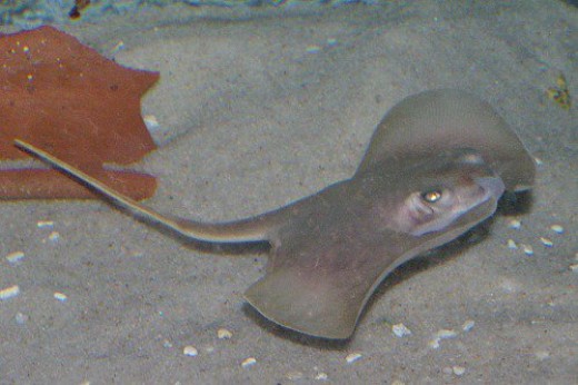 A ray that lives with the sharks.