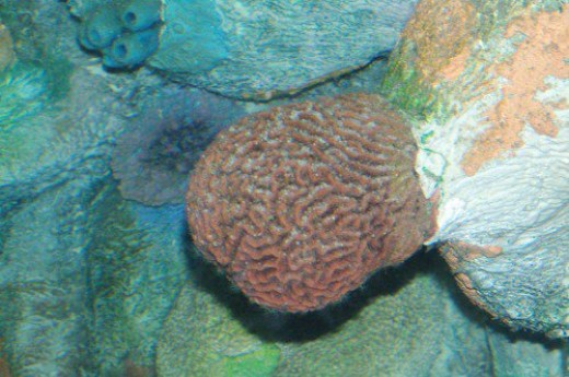 Probably a coral.