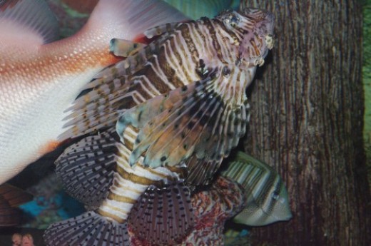 Lionfish - Pterois volitans. This is a venomous fish, but I still think they are very pretty. It's my favorite saltwater fish.