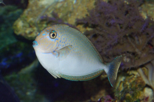 Lopezi Unicorn Tang - Naso lopezi.