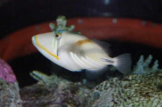 The Hawai'ian name is Humuhumunukunukuapua'a. Reef Triggerfish - Rhinecanthus rectangulus or R. aculeatus. I think the name is longer than the fish!