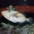 The Hawai'ian name is Humuhumunukunukuapua'a. Reef Triggerfish - Rhinecanthus rectangulus or R. aculeatus. I think the name is longer than the fish!