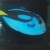 Blue Tang - Paracanthurus hepatus.