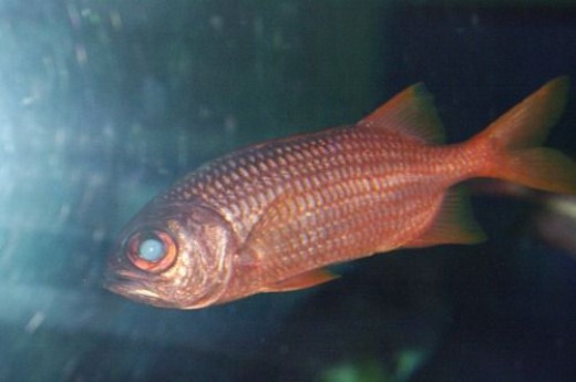 Soldierfish - Myripristis sp.