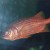 Soldierfish - Myripristis sp.