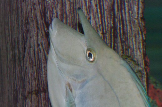 Spotted Unicorn Fish - Naso brevirostris.