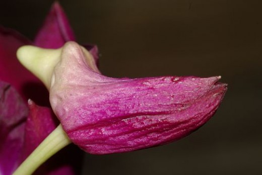 When you take pictures of flowers, don't overlook buds!