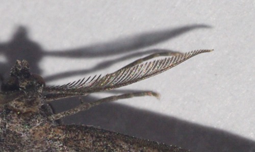 One of the antennas of the Plume Moth.