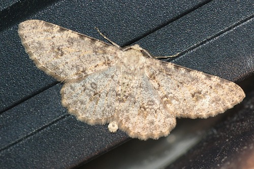 Gematrid Moth. A patterned one.