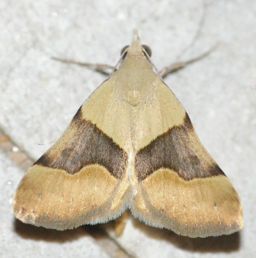 Gematrid Moth. Variations on this pattern are common.