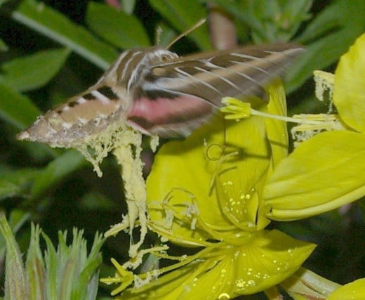 White-lined Sphinx Moth. These are larger, approaching the size of a small hummingbird. Not in my room. Taken by flash after dark.