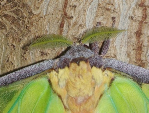 Antennae, head and upper body of an African Moon Moth. This moth is too large for this Lens, too!