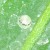 Butterfly egg. Diverging from moths a little...