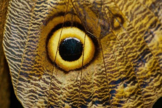 Eye of an Owl Butterfly. In the original photo, you can see individual scales.