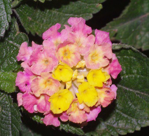 Lantana. Grows in both tropical and desert climates. I like this flower because it's really a bunch of little flowers.