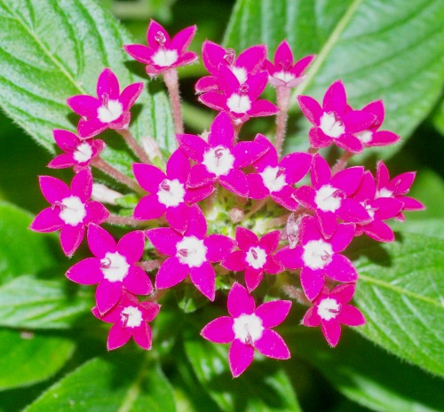 Pentas Star Flower. Tropical.