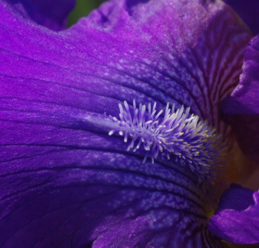An Iris is too big for this Lens, so I give you part of one.
