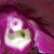 Another orchid.