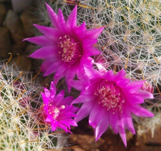 Mammillaria cactus.