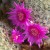 Mammillaria cactus.