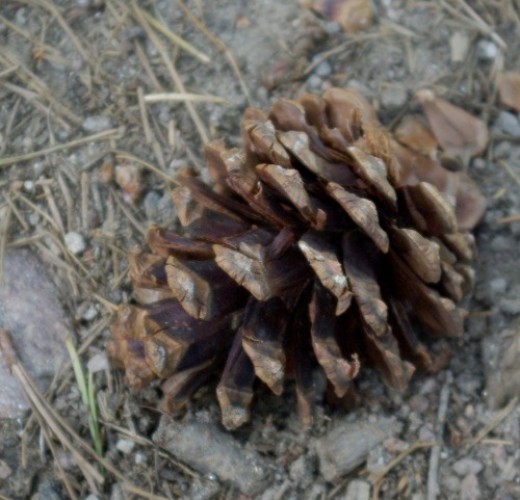 Pine cone. Probably got this photo over by Patagonia Lake, but there are lots of other places I could have gotten it.