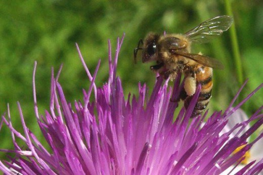 Honeybee on New Mexican Thistle.