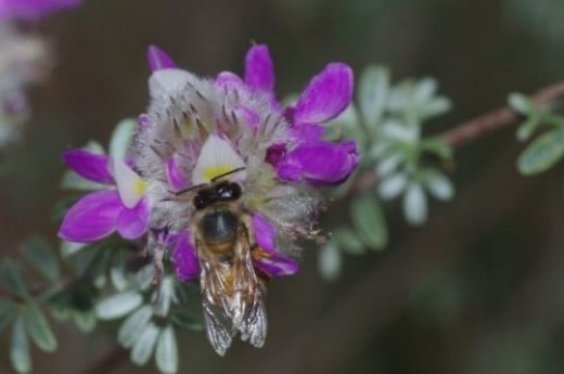 Honeybee on Prairie Clover.