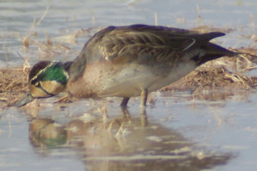 Baikal Teal. Very, very rare. Lives in Siberia and Viet Nam normally.