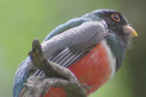 Elegant Trogon. With the Aztec Thrush. Once a real birder magnet, this bird is more widespread today.