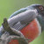 Elegant Trogon. With the Aztec Thrush. Once a real birder magnet, this bird is more widespread today.