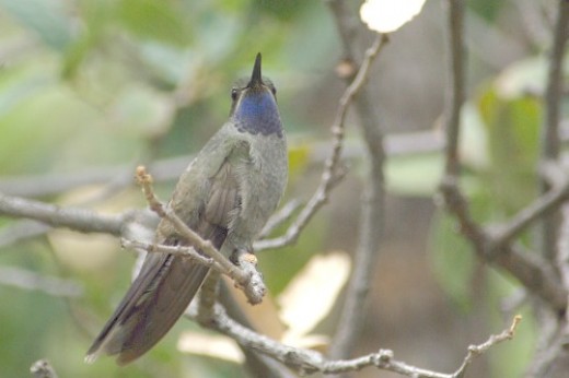 Blue-throated Hummingbird. Fairly rare. Found in the Huachuca Mountains.