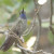 Blue-throated Hummingbird. Fairly rare. Found in the Huachuca Mountains.