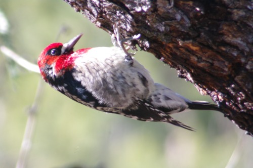 Red-breasted Sapsucker. Rare enough for annual comments on the email list. Found in Madera Canyon.