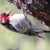 Red-breasted Sapsucker. Rare enough for annual comments on the email list. Found in Madera Canyon.