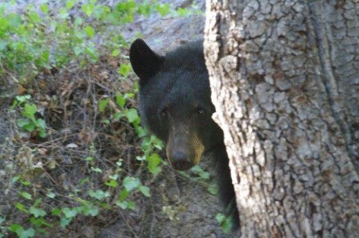 Black Bear. About 6 feet away in Madera Canyon. Was I scared? Nope! He wasn't interested in me, either.