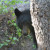 Black Bear. About 6 feet away in Madera Canyon. Was I scared? Nope! He wasn't interested in me, either.