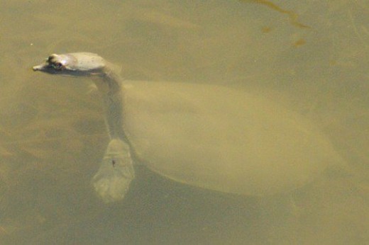 Spiny Softshell Turtle. Near where the bobcat was a couple of days earlier.
