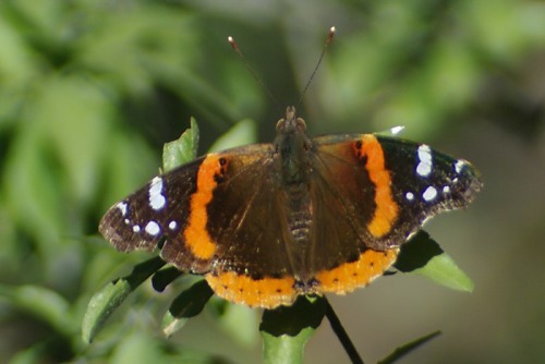 Red Admiral. Found at Agua Caliente.