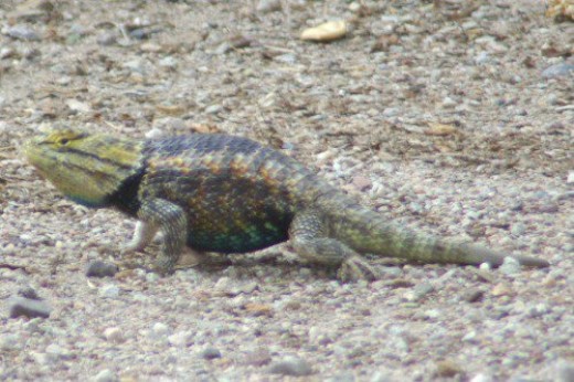 Desert Spiny Lizard. Sweetwater Wetlands, but I see them often.