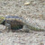 Desert Spiny Lizard. Sweetwater Wetlands, but I see them often.