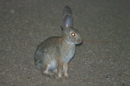 Cottontail Rabbit at night. I was looking for a bobcat, and he told me the bobcat wasn't there.
